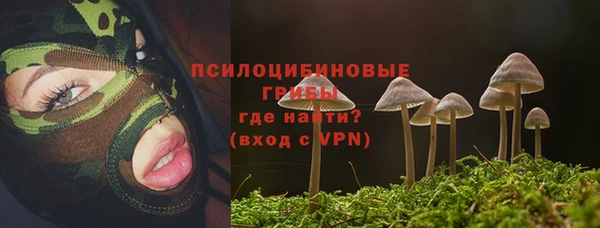 прущие грибы Горняк
